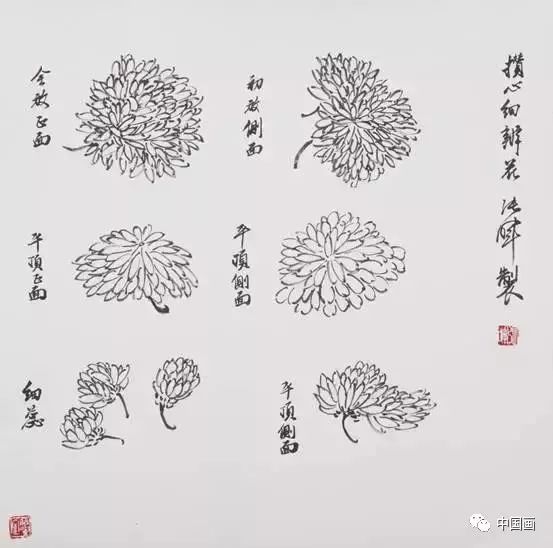 不同菊花花头的画法