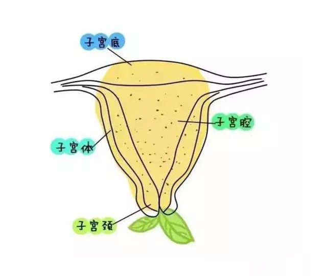 ▼▼▼這個時候的子宮,從外觀上看就像一隻梨一樣,但是不能吃,形狀