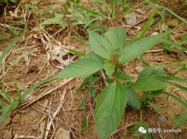 乡情风物:血汗头——家乡的铁苋菜(段桂阳)