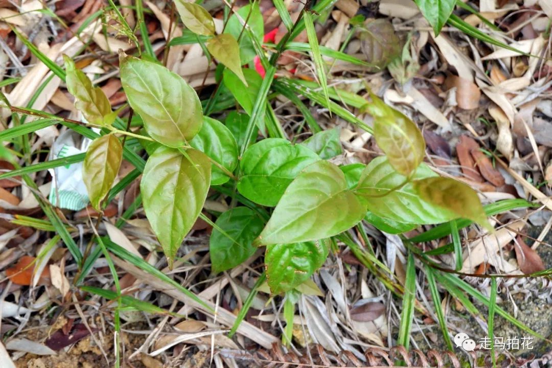 科普課堂丹霞山常見植物101種上