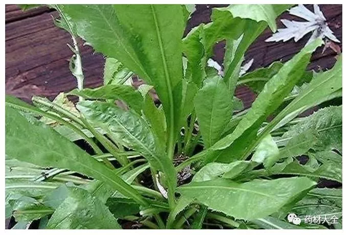 【来源】菊科植物菊苣cichoriumintybusl