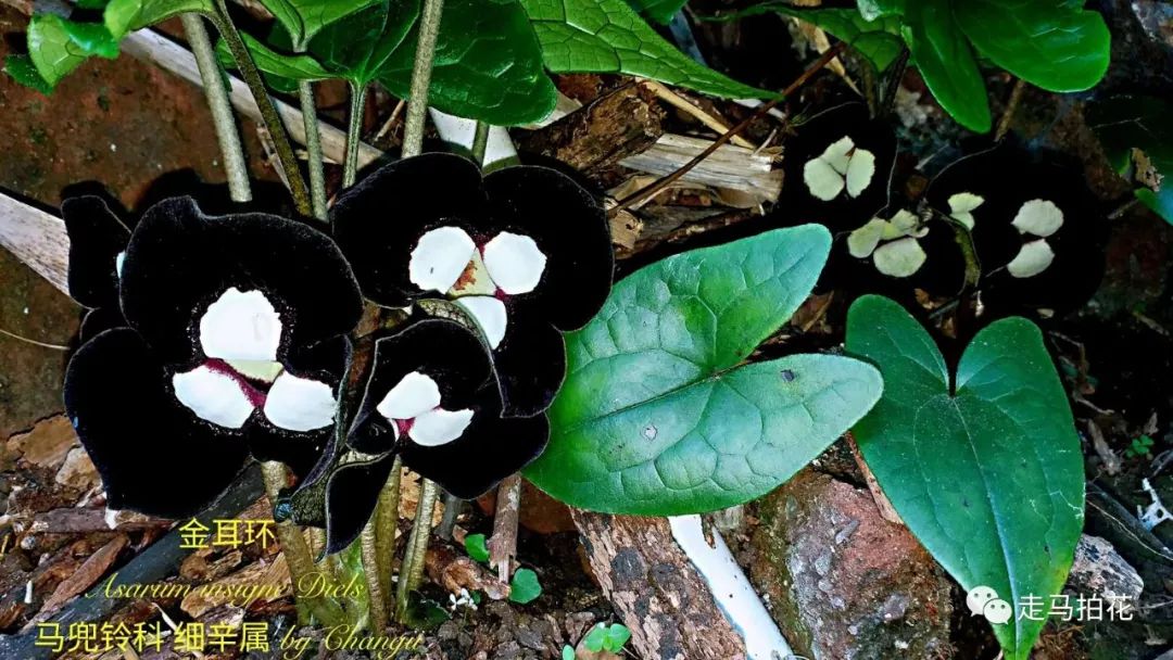 金耳環asarum insignediels 馬兜鈴科 細辛屬35,金錢豹金錢豹campanu