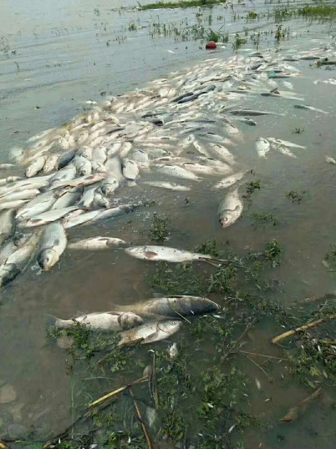 峡山水库死鱼事件图片