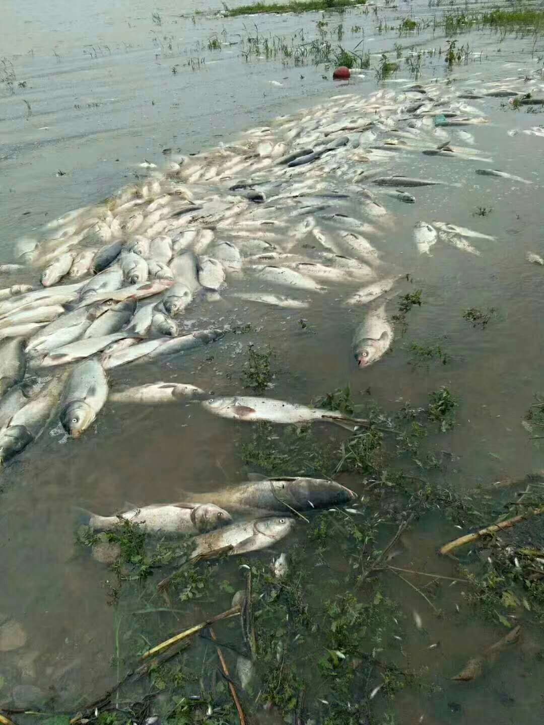 赤峰一水库出现大量死鱼!是天灾还是人祸?提醒大家不要捡食!