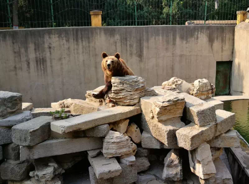 後續保定動物園被吐槽農家樂創作者不以黑化城市為目的