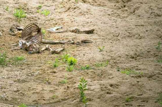 死亡的瞪羚掉出來的內臟，吸引了所有野狗的注意 未分類 第4張