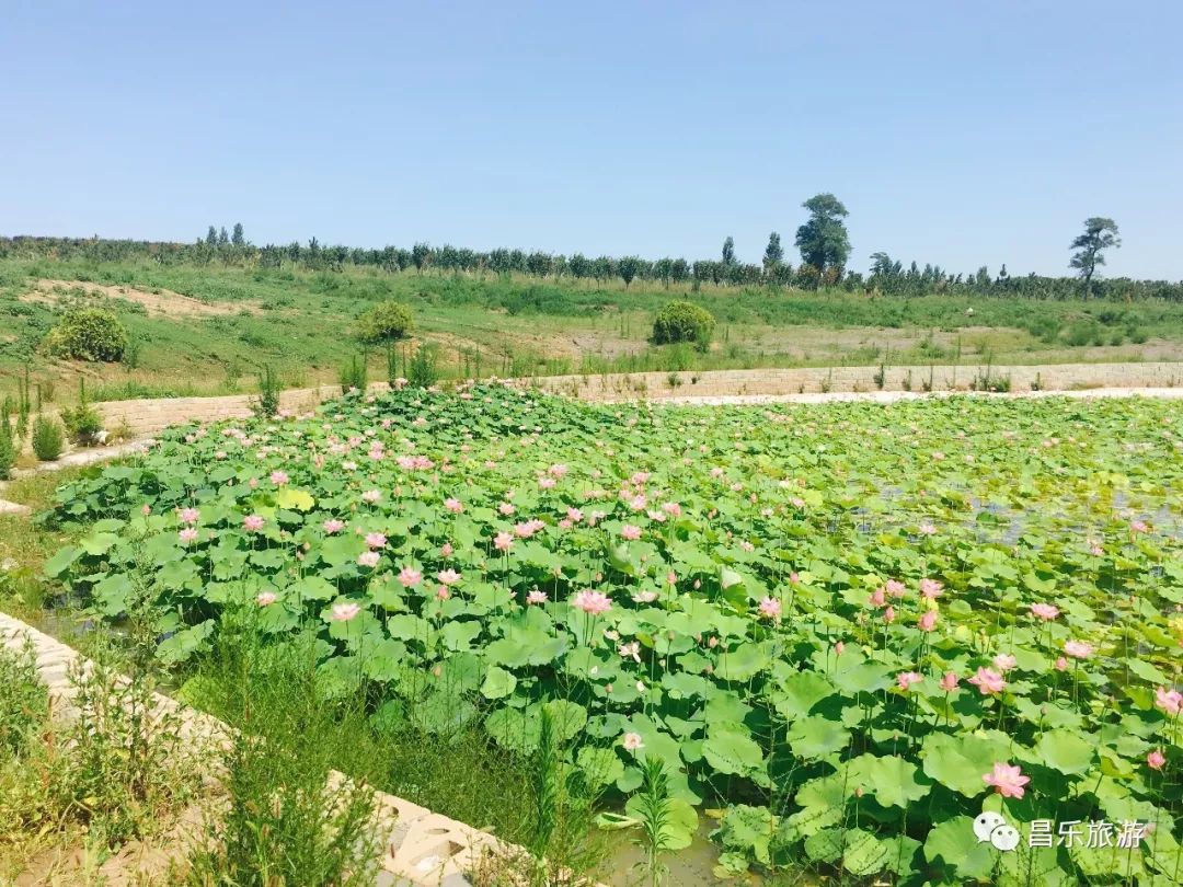 昌乐乔官镇莲花山图片