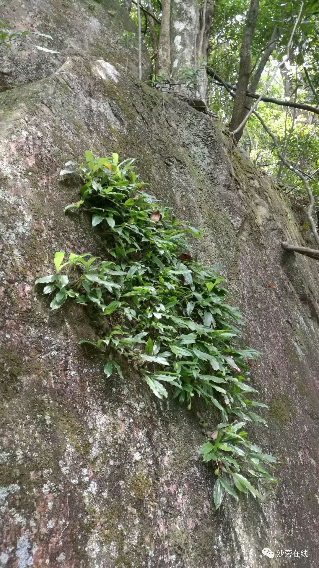 德庆沙旁深山惊现珍稀植物野生石仙桃,能卖到60元斤?你见过吗?