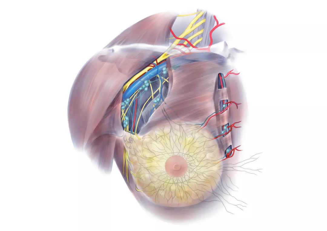 乳房的样子青筋图片