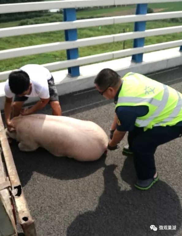 驾驶员连声说谢谢,:今天不是遇到你们,这头猪一个人根本无法弄上车