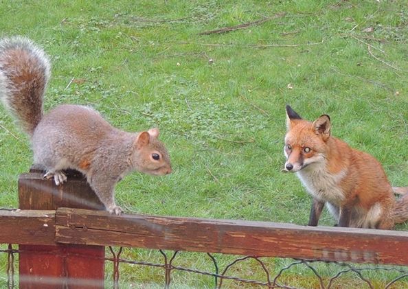 救命啊:英国呆萌小松鼠被狐狸追,敲窗向人类求助