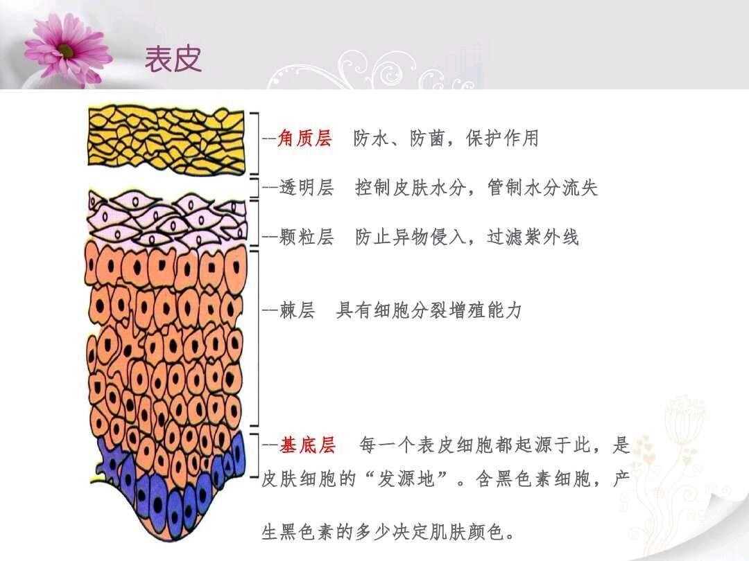 表皮层的这些绕绕圈圈,决定了皮肤的质量哦