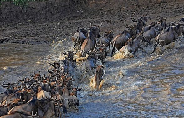 大遷徙的驚險瞬間：角馬勇渡過馬拉河 未分類 第4張