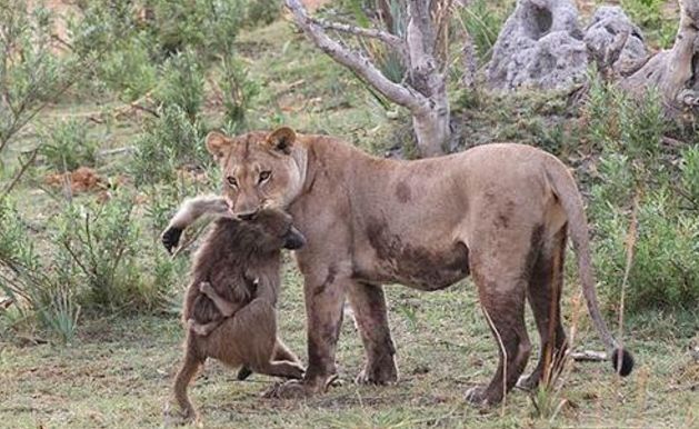 獅子毫不猶豫殺掉母狒狒，卻對狒寶寶產生了惻隱之心！ 未分類 第1張