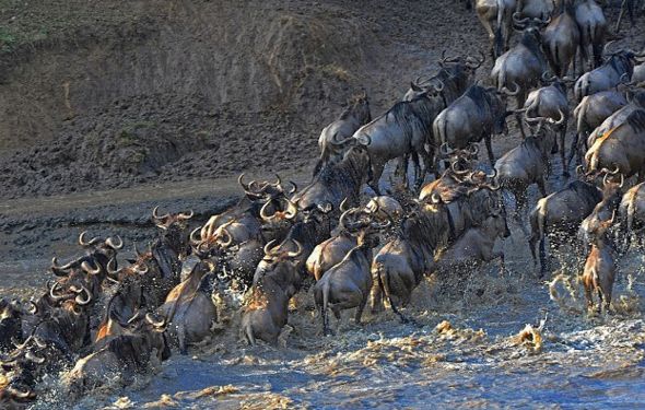 大遷徙的驚險瞬間：角馬勇渡過馬拉河 未分類 第1張