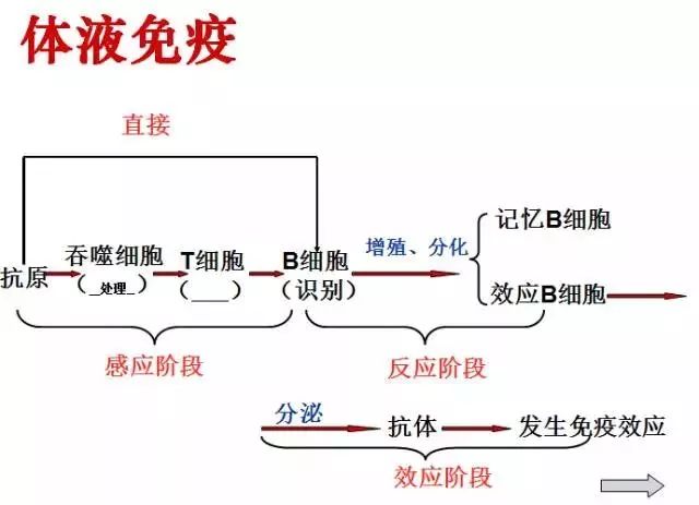 高中生物免疫调节知识汇总,不明白就收藏!