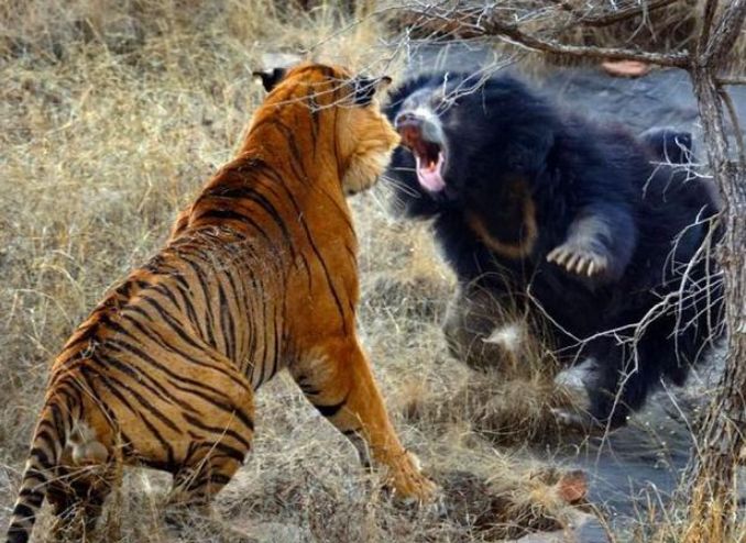 老虎和黑熊幹仗你見過嗎？最後竟然輸給了「它」 未分類 第1張