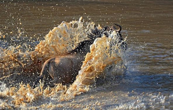 大遷徙的驚險瞬間：角馬勇渡過馬拉河 未分類 第3張