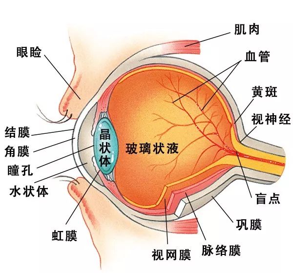 眼球构造详细图解图片