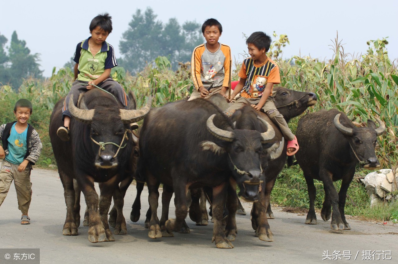 乡村放牛您还记得吗是农村孩子儿时的记忆现在放牛的很少了