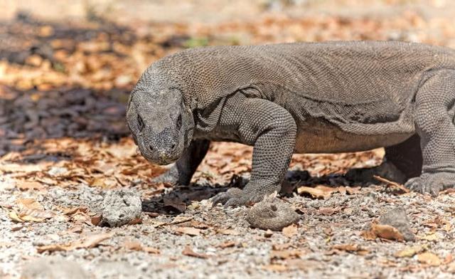 溫血動物緣何大多沒毒揭秘溫血動物放棄毒液的原因