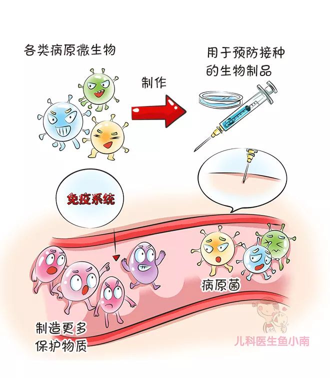 分2種,一種是活疫苗,也就是疫苗裡的病原體沒有被完全殺死,比如卡介苗