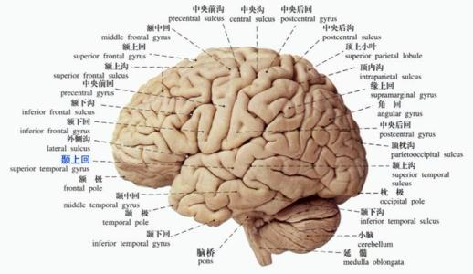 人的大腦為啥長那麼多褶皺