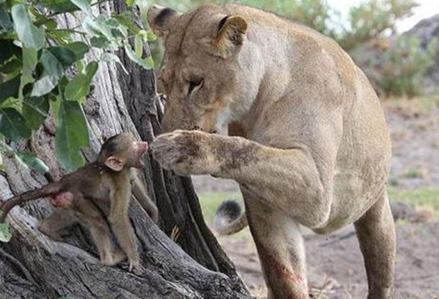 獅子毫不猶豫殺掉母狒狒，卻對狒寶寶產生了惻隱之心！ 未分類 第3張
