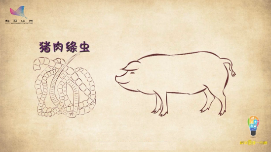猪带绦虫手绘图片