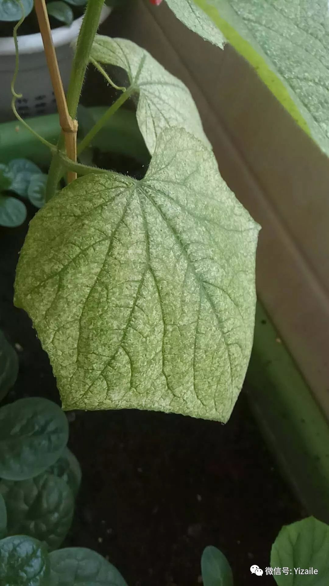 這是番茄臍腐病,主要由於水分供應失調,缺鈣,缺硼等微量元素導致的