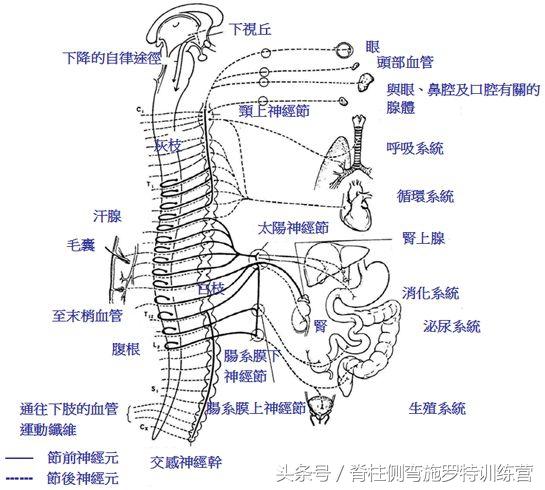 案例分析放鬆也是一種矯正姿態改善人生品質應該這麼做