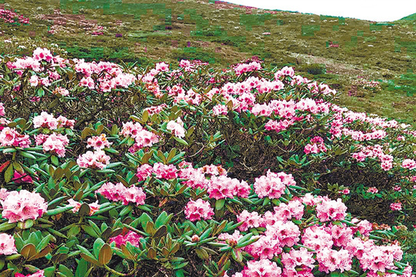 錯那縣波拉山口盛放的高山杜鵑花.