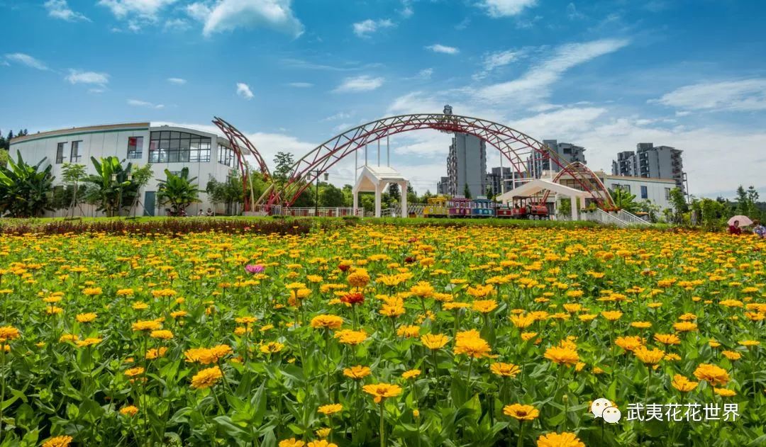 品牌力量61走進建陽花花世界紫薇花節驚喜大放送