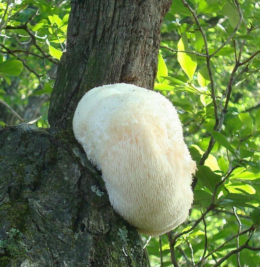 東北最有影響力的野生植物人們稱三大蘑菇你吃過哪一種