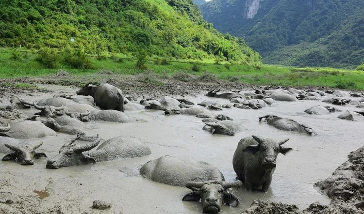 某個村突現奇景：河流停止流淌，牛兒們也開始集體變僵 寵物 第3張