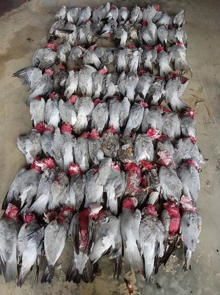 数百凤头鹦鹉离奇死于南澳古镇数量之多死因之奇令各级政府展开调查