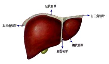 膈面:右三角韧带,冠状韧带,左三角韧带 前面:镰状韧带,肝圆韧带