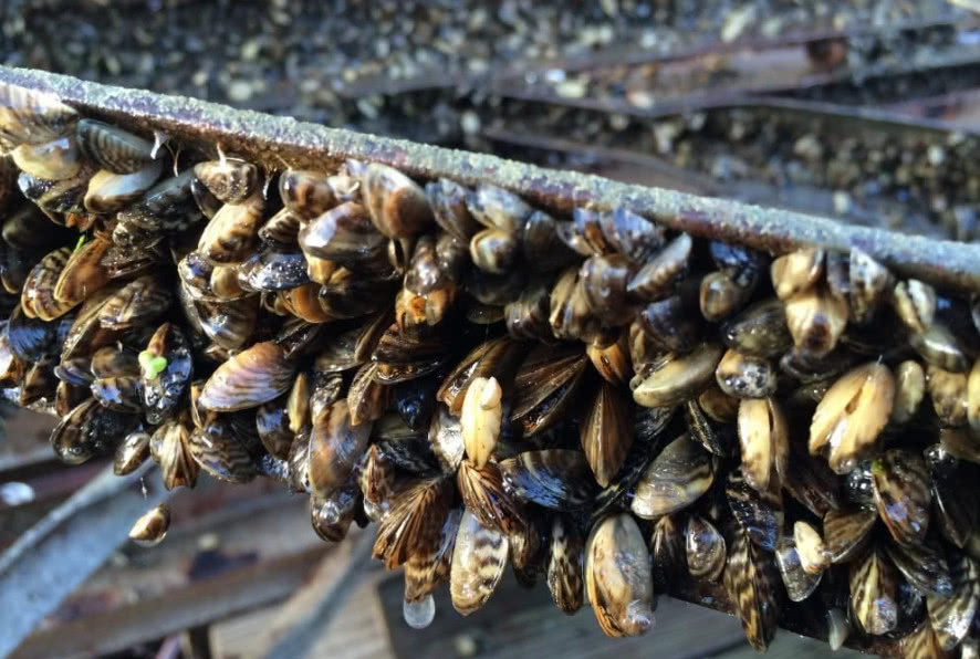 繼亞洲鯉魚和小龍蝦在美國氾濫後,又一物種氾濫成災