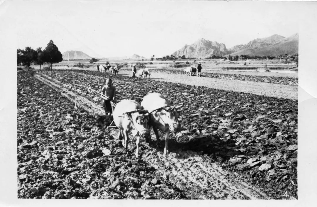 上世纪70年代,阿瓦提县棉花种植户采摘棉花劳动场景.