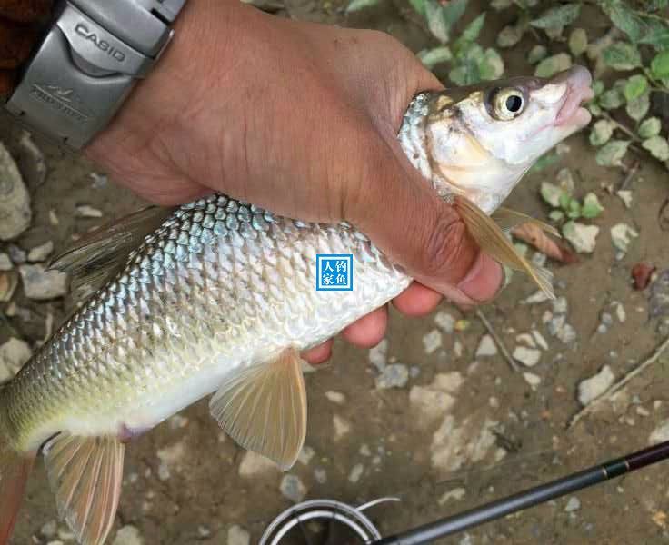 雄峻山巒,幽谷深山釣溪水魚,收穫滿滿