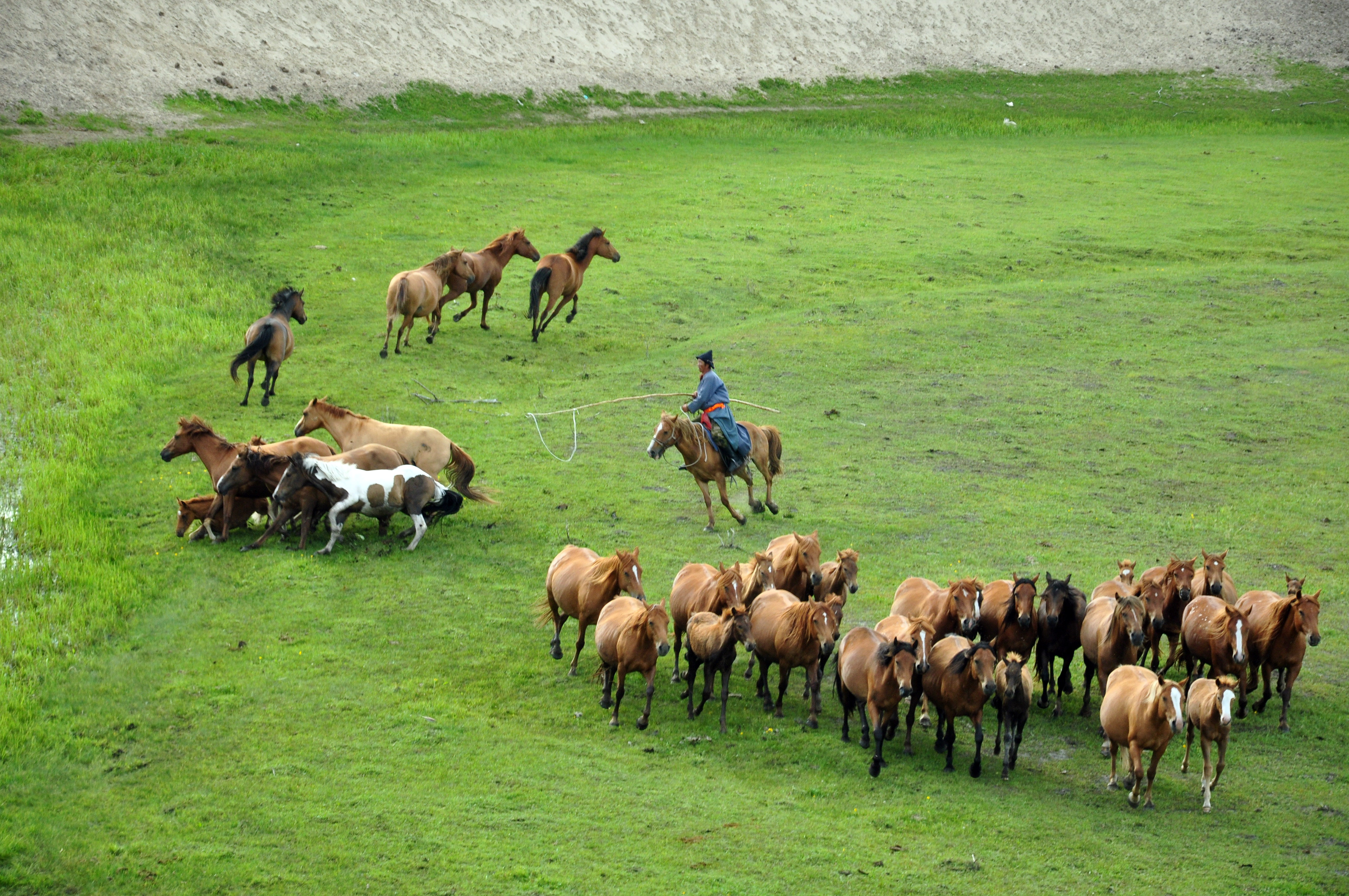 呼伦贝尔夏季草原美,牛羊肥,马儿壮,牧民套马上演速度与激情