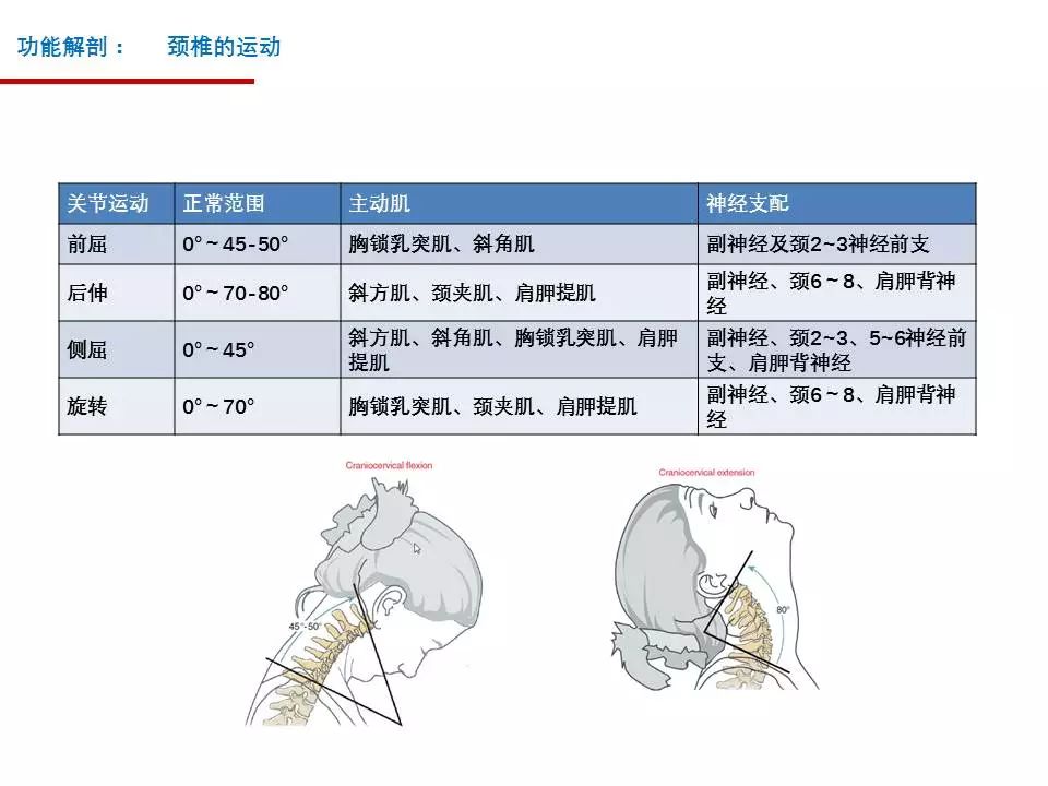 頸椎的功能解剖和頸椎病的分型診斷