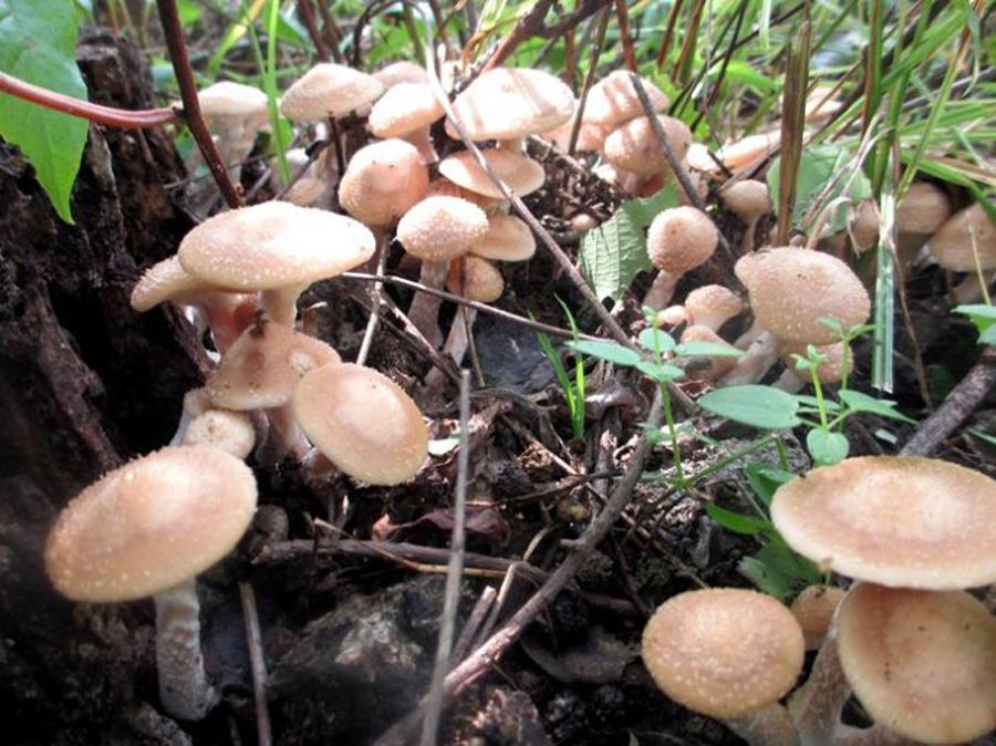 東北最有影響力的野生植物人們稱三大蘑菇你吃過哪一種