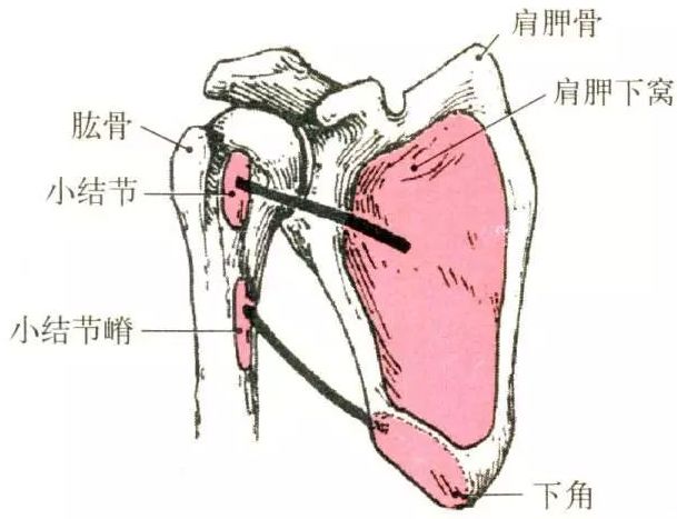 5)肱骨小结节嵴(背阔肌,大圆肌)4) 肱骨大结节嵴(胸大肌)3) 肱骨小