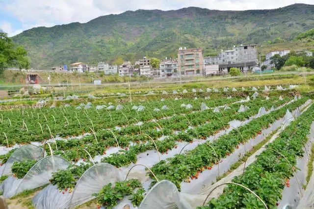 永泰縣梧桐鎮景點名稱正式定名為悅溪古榕渡