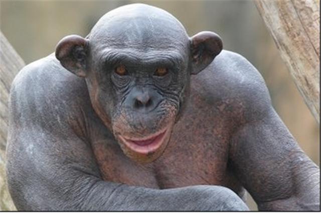 半水生無毛黑猩猩被發現，像極了人類 未分類 第7張