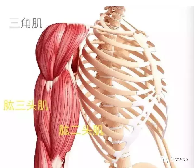 上臂外侧三角肌下缘图图片