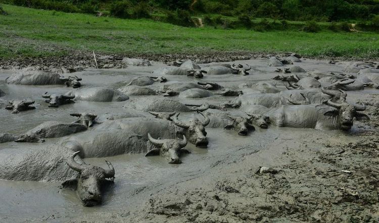 某個村突現奇景：河流停止流淌，牛兒們也開始集體變僵 寵物 第1張