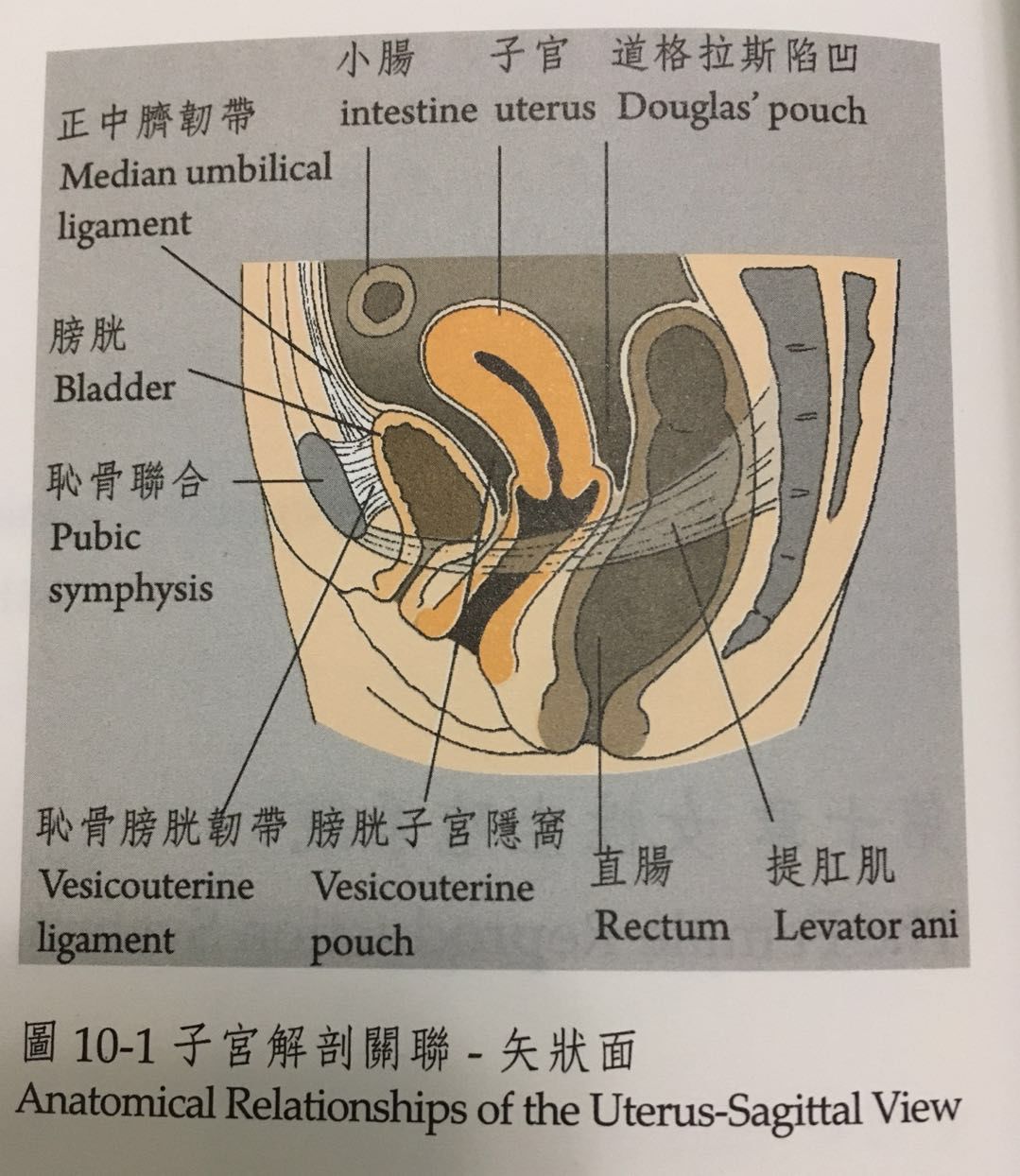 卷尾骨上提盆底肌導致內臟功能紊亂盆底肌與子宮健康的科普瞭解一下