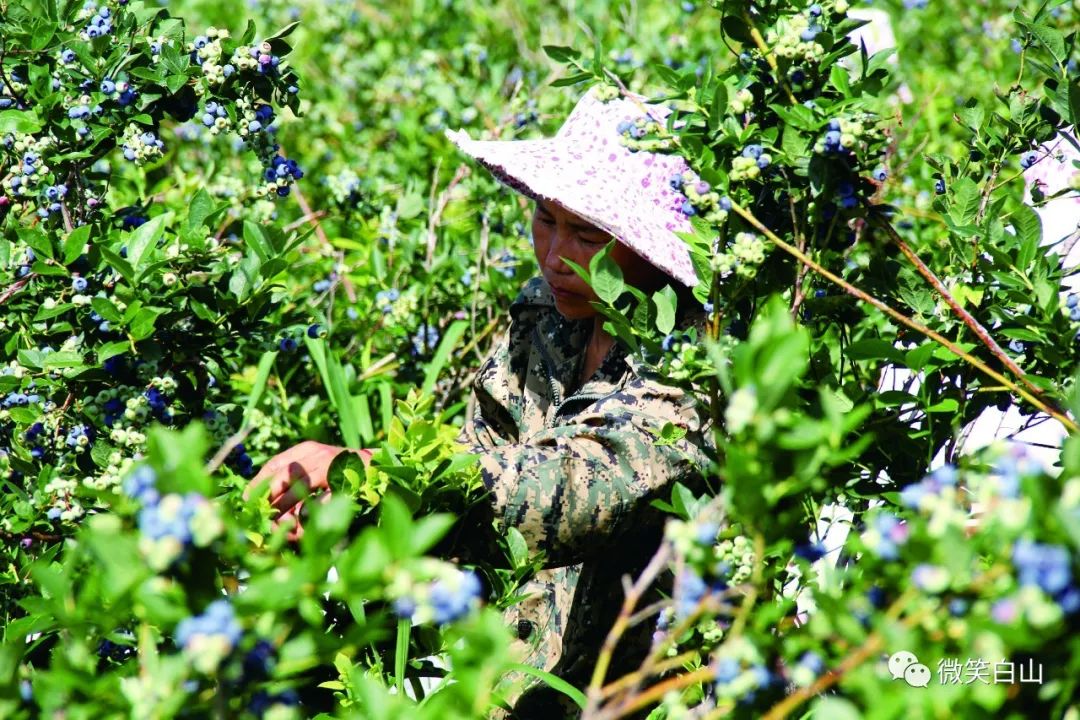 余杭蓝莓采摘图片